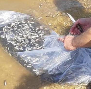 YUKARIYAPICI GÖLETİNE SAZAN BALIĞI SALINDI