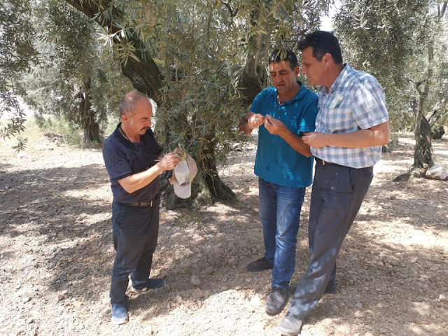 ERDEK VE BANDIRMA'DA ZEYTİN SİNEĞİNE İNCELEME