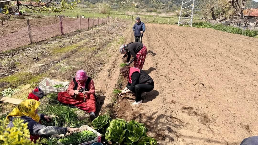 KAPIDAĞ MOR SOĞANI'NDA DİKİM ZAMANI
