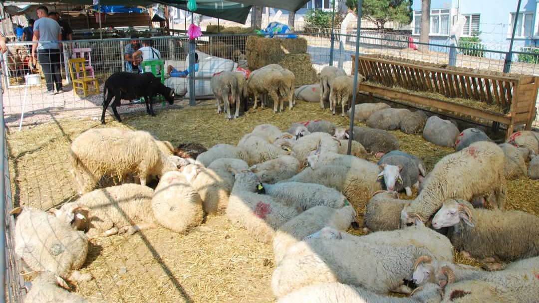 ERDEK'TE KURBAN SATIŞ YERİ VE FİYATLARI BELLİ OLDU
