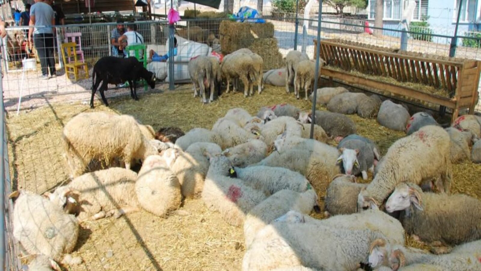 ERDEK'TE 2026 YILI KURBAN KESİM YERİ VE FİYATLARI BELLİ OLDU