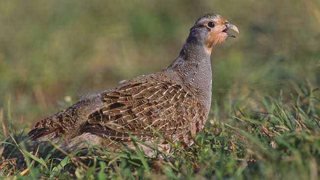 PAŞALİMANI ADASI'NDAKİ AVCILIĞA KİM DUR DİYECEK?