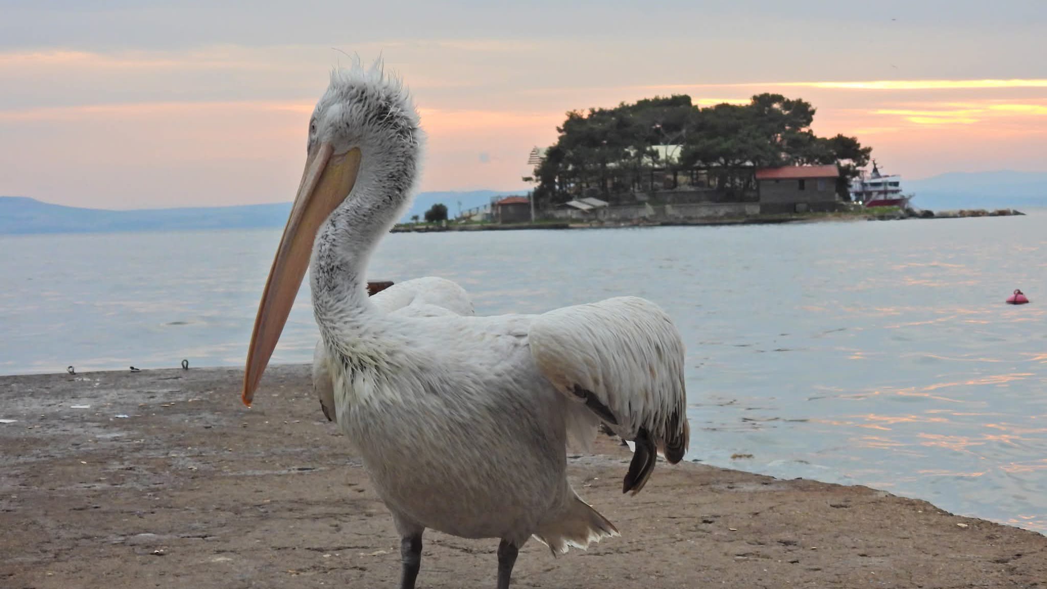 ERDEK'TE PELİKAN İLGİ ODAĞI OLDU