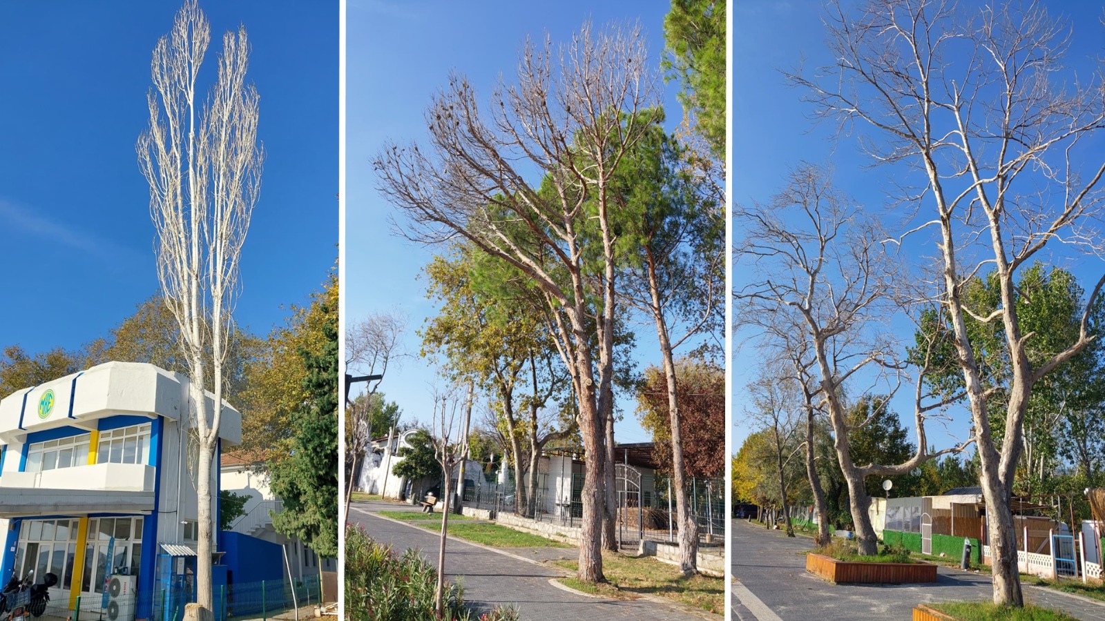 ERDEK BELEDİYESİ'NDEN KESİLEN AĞAÇLAR HAKKINDA AÇIKLAMA