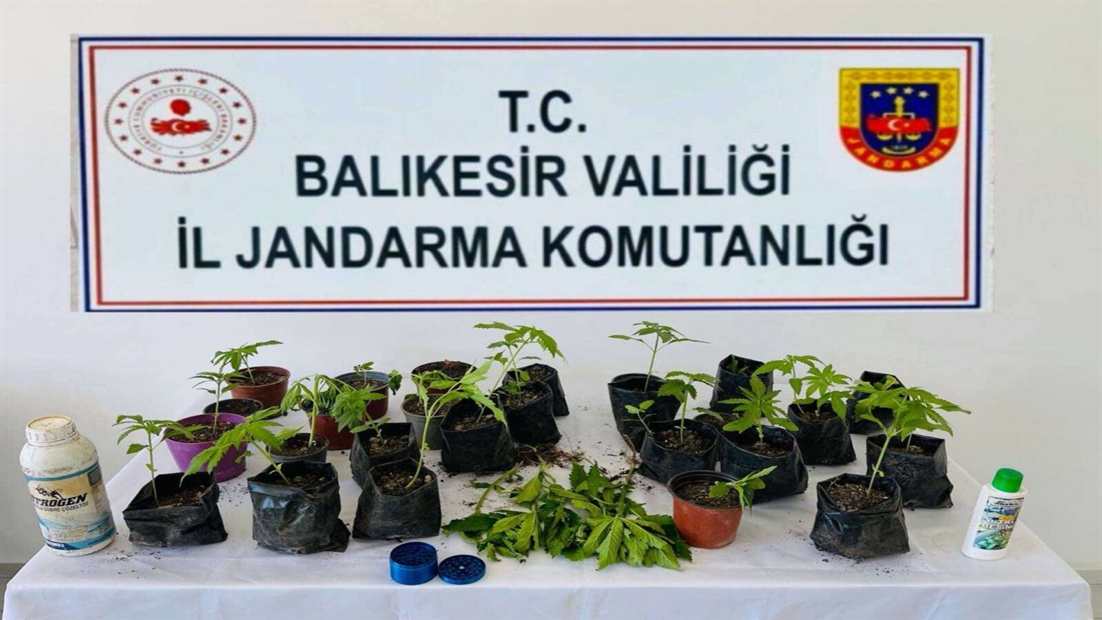 ERDEK'TE 32 KÖK KENEVİR ELE GEÇİRİLDİ