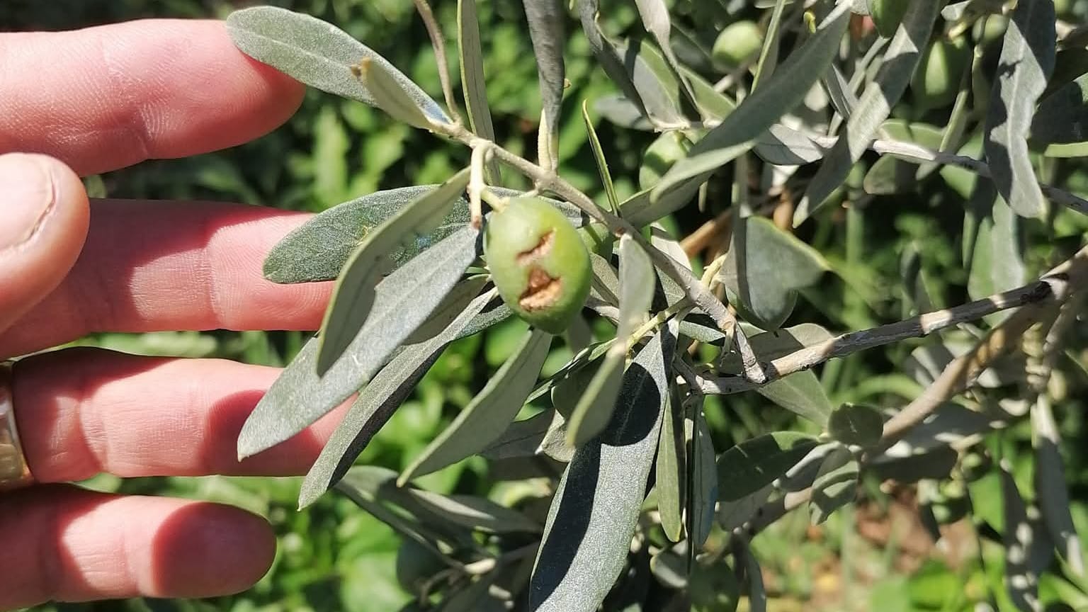FIRTINA VE DOLU YAĞIŞI ZEYTİNİ VURDU