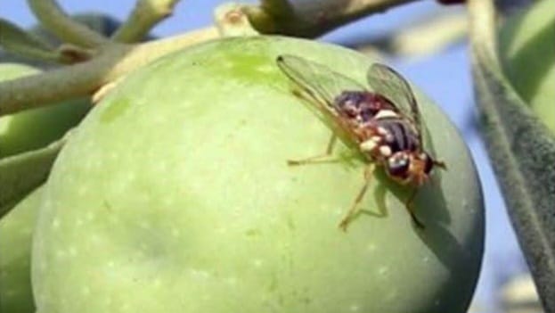 ERDEK İLÇE TARIM'DAN ZEYTİN SİNEĞİ UYARISI