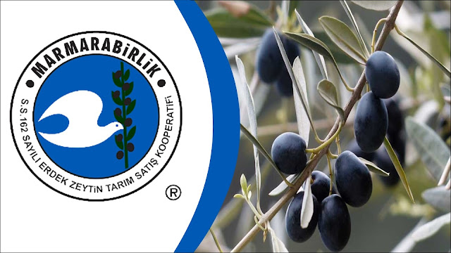 ZEYTİN KOOPERATİFİ CUMA GÜNÜ AÇILIYOR