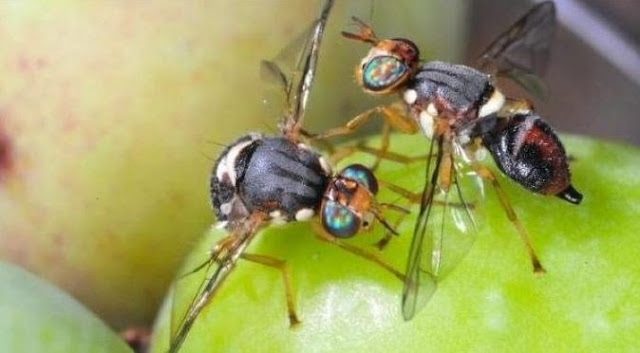 ZEYTİN SİNEĞİ UYARISI